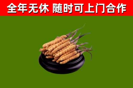 龙门县回收冬虫夏草