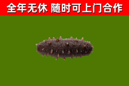 龙门县回收海参干